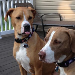 Meet your Posher, Heidi